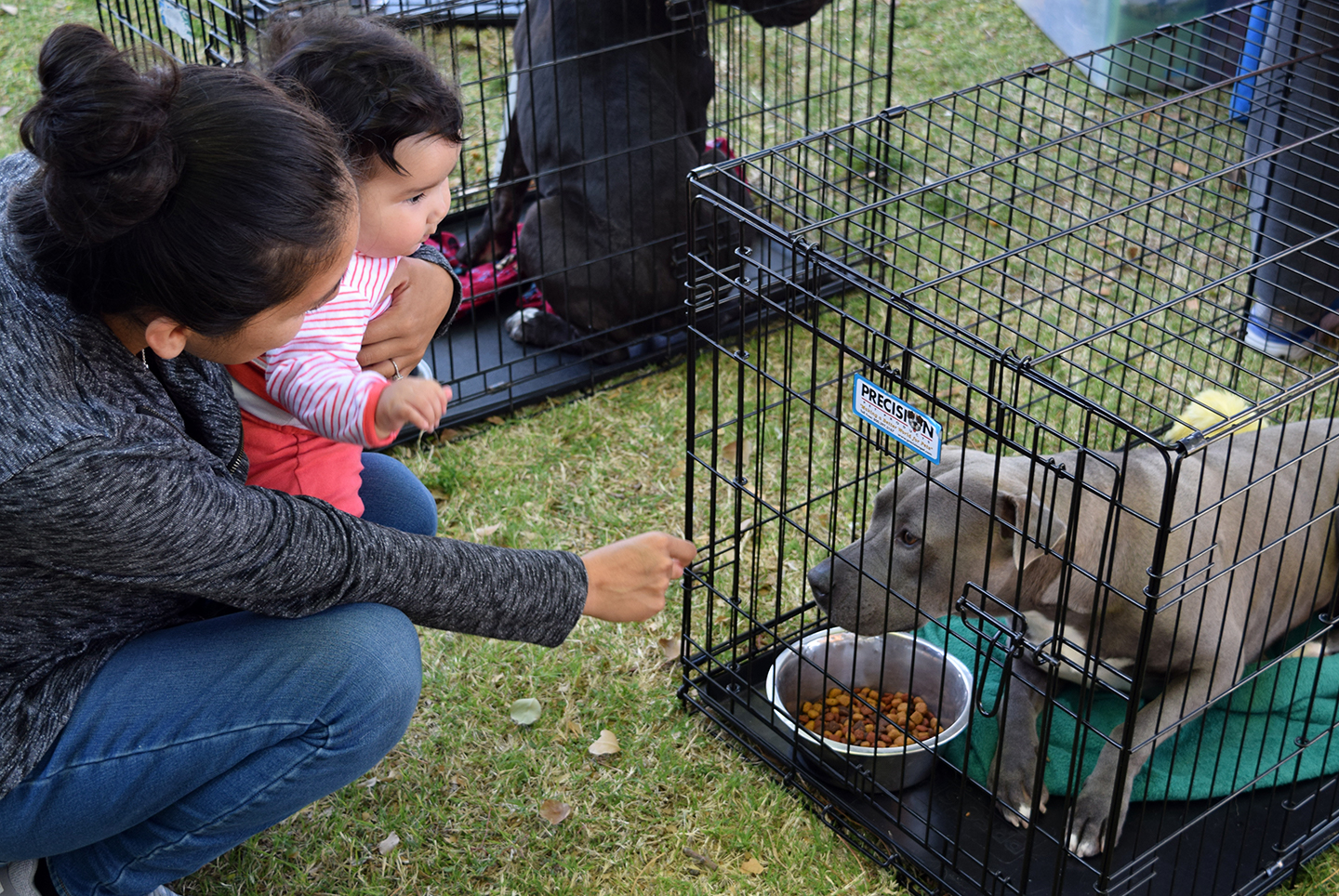 Pet Adoption Fair at Mesa Public Library