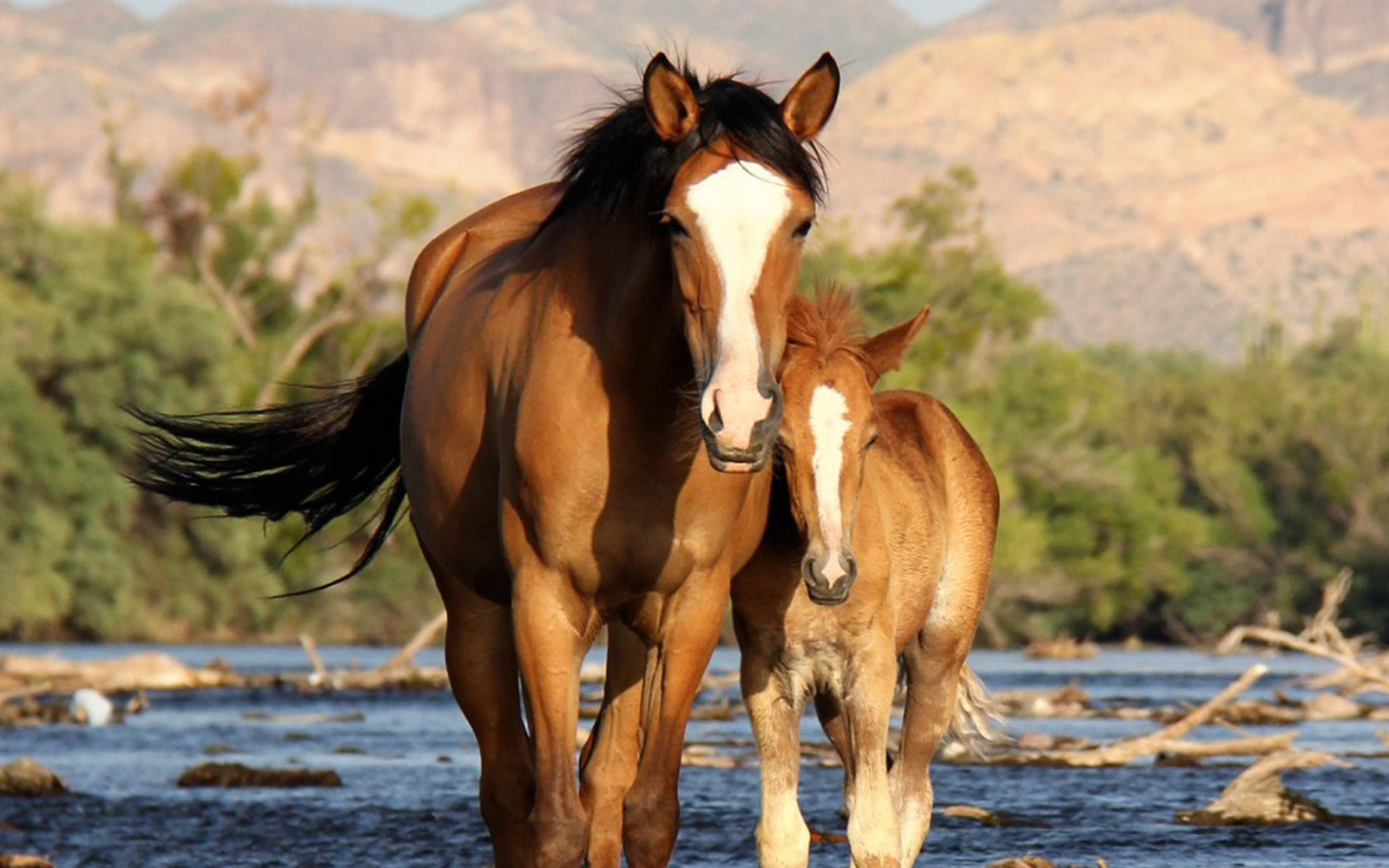 Salt River Wild Horse nonprofit gains in fertility program, loses donations