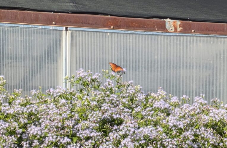 MCC butterfly garden opened up to the public