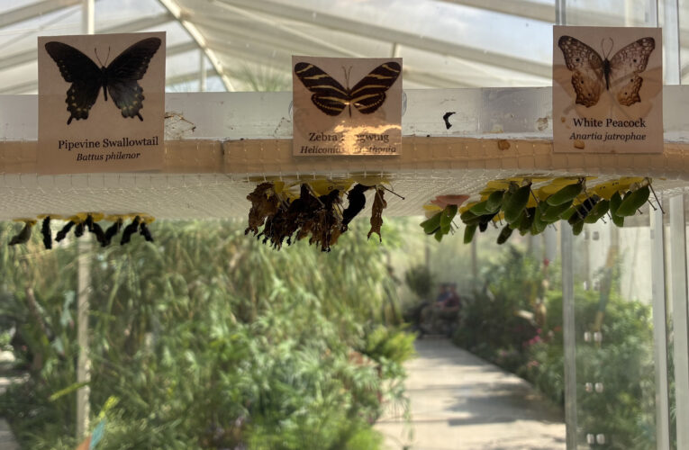 Butterflies flutter back to Desert Botanical Garden this fall