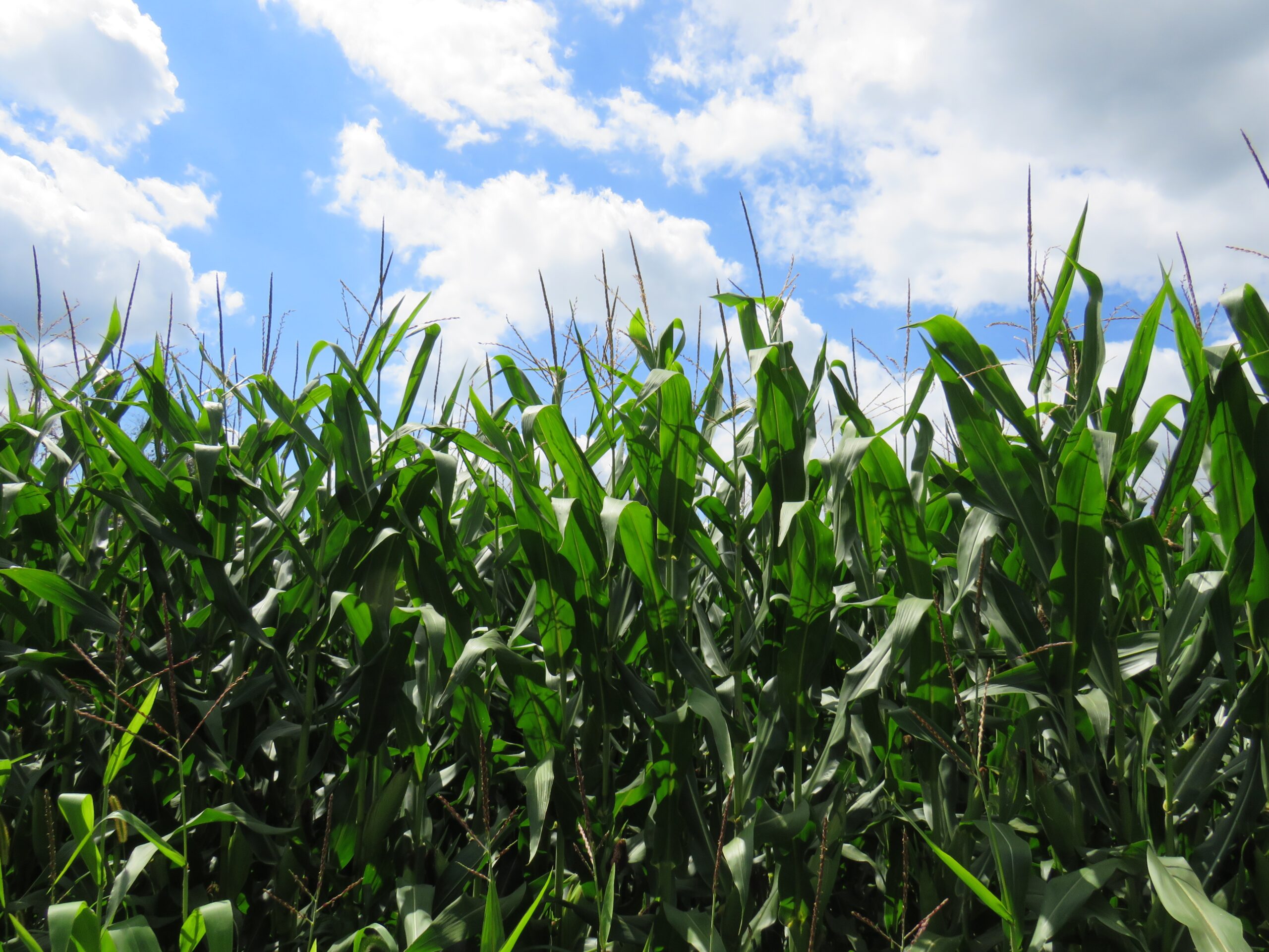 Ethanol is most commonly derived from corn. (Photo: Creative Commons)