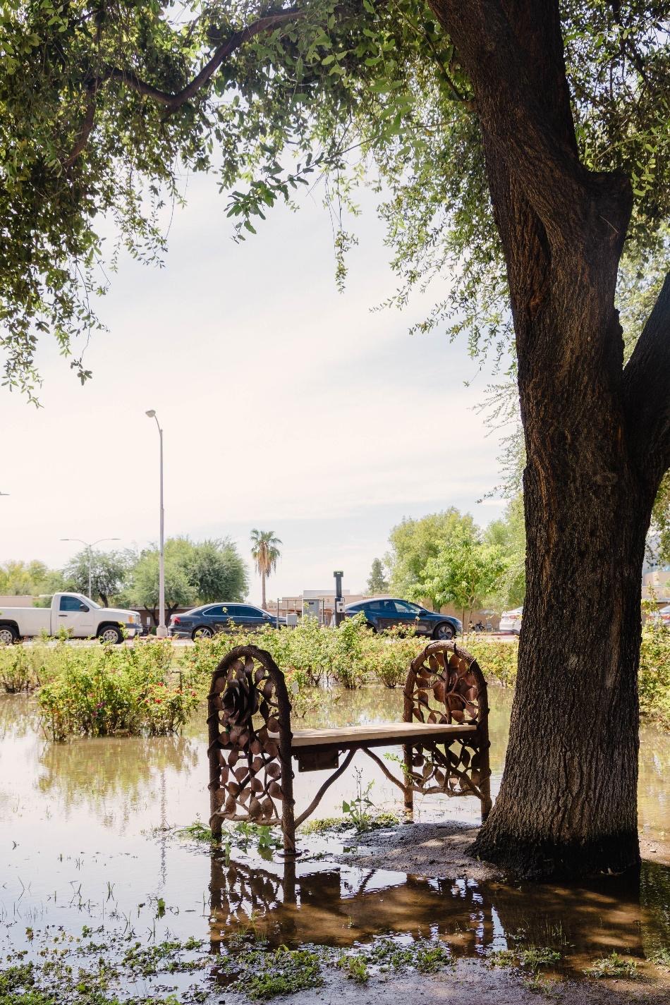 While the occasional irrigation is overwhelming to see, it is vital for the roses’ survival (Photo: Jak Holdcraft / Mesa Legend)