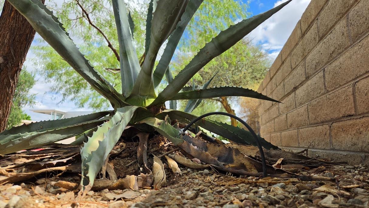 Agave americana utilizing a drip system in the Xeriscape Demonstration Garden (Photo: Nathan Smith / Mesa Legend)